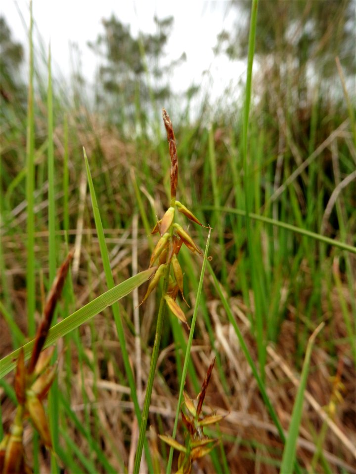 Carex pulicaris L., 1753