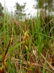 Carex pulicaris L., 1753