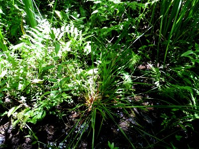 Carex mairei Coss. & Germ., 1840