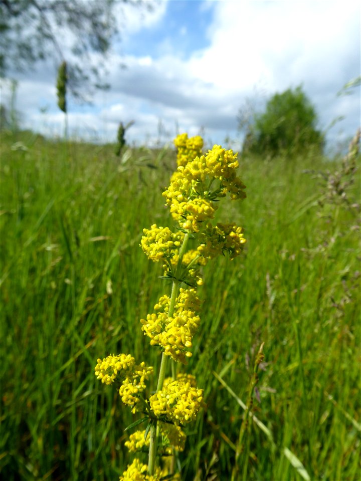 Galium verum L., 1753