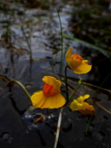 Utricularia australis R.Br., 1810