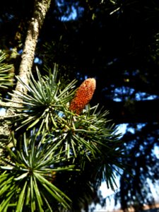Cedrus cf.atlantica (Manetti ex Endl.) Carrière, 1855