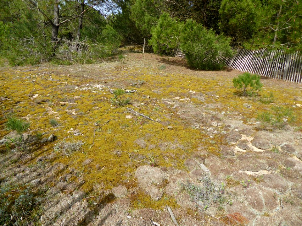 Dunes grises