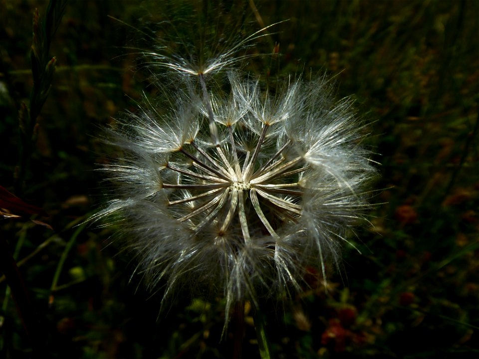 Podospermum laciniatum (L.) DC., 1805