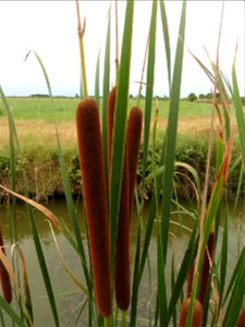 Typha angustifolia L., 1753