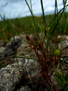 Juncus ranarius Songeon & E.P.Perrier, 1860