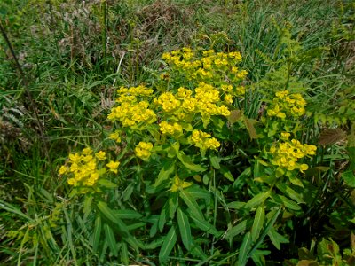 Euphorbia illirica Lam., 1788