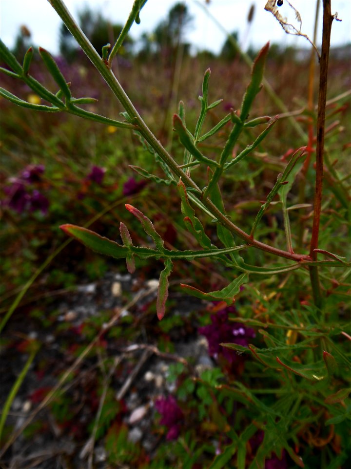 Reseda lutea L., 1753