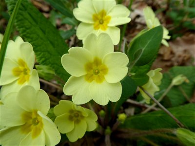 Primula vulgaris Huds., 1762