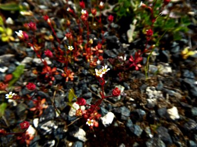 Saxifraga tridactylites L., 1753 photo