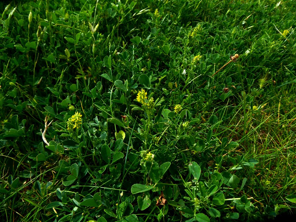 Melilotus indicus (L.) All., 1785