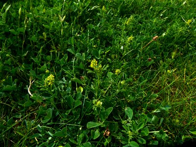 Melilotus indicus (L.) All., 1785