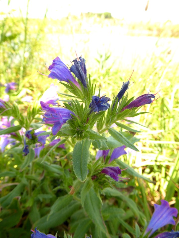 Echium rosulatum Lange, 1855