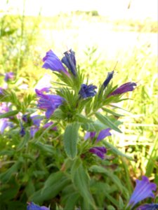 Echium rosulatum Lange, 1855