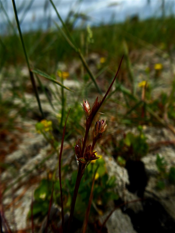 Juncus ranarius Songeon & E.P.Perrier, 1860
