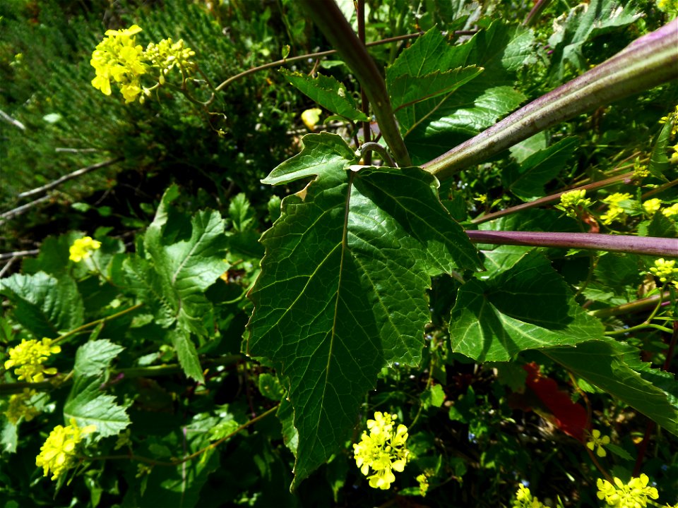 Brassica nigra (L.) W.D.J.Koch, 1833
