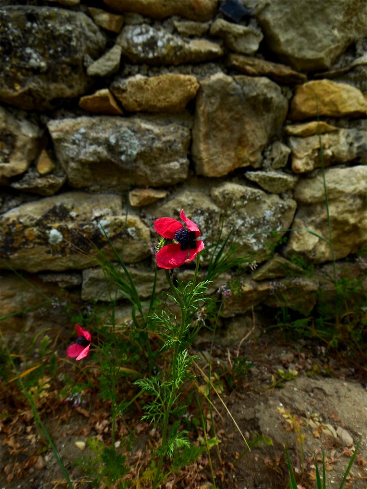 Papaver hybridum L., 1753