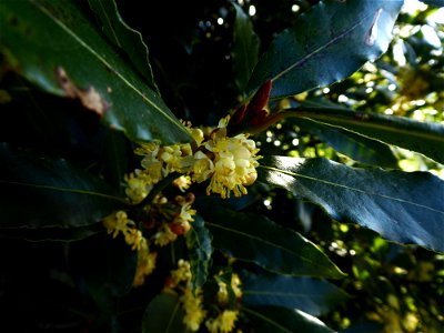 Laurus nobilis L., 1753