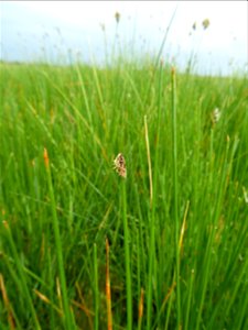 Eleocharis uniglumis (Link) Schult., 1824