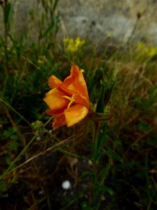 Oenothera laciniata Hill, 1768