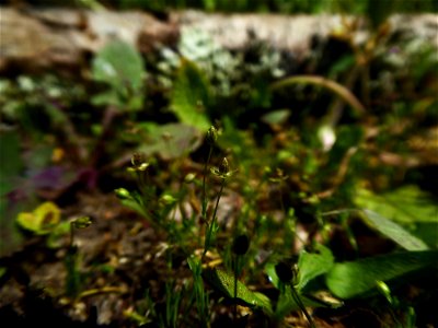Sagina procumbens L., 1753