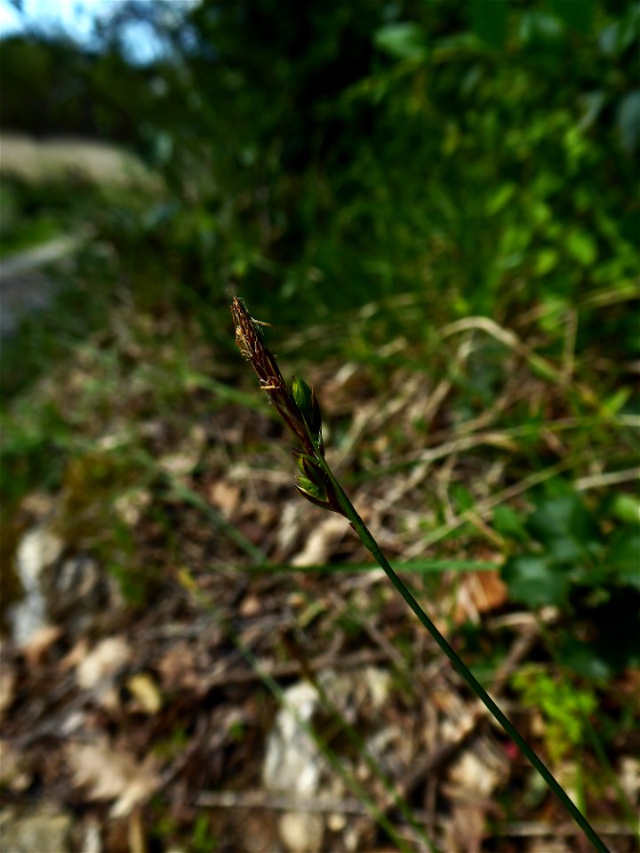 Carex halleriana Asso, 1779