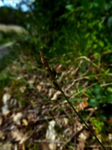 Carex halleriana Asso, 1779