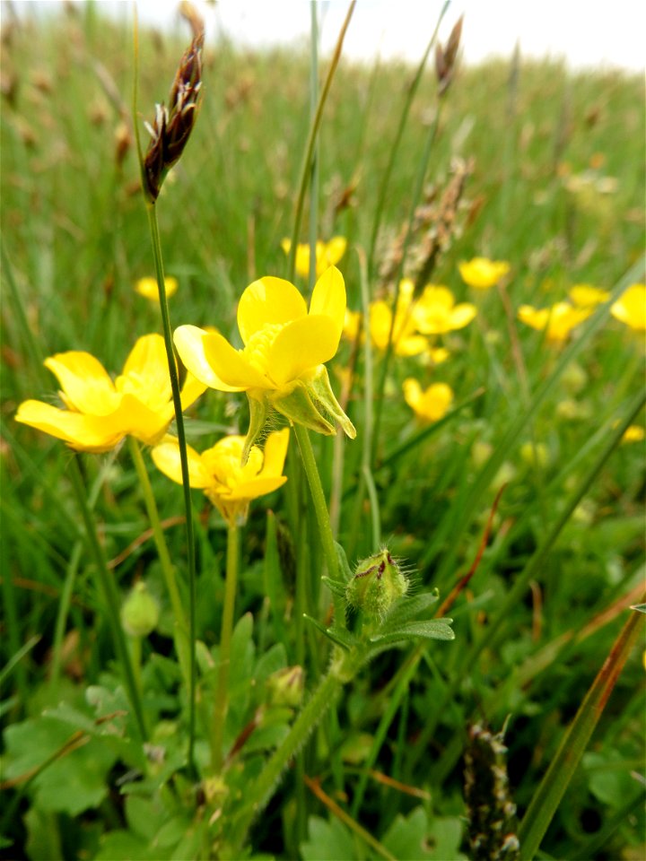 Ranunculus sardous Crantz, 1763