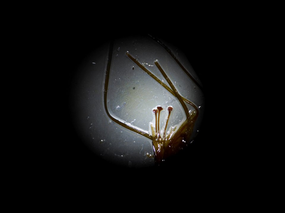 Althenia filiformis Petit, 1829