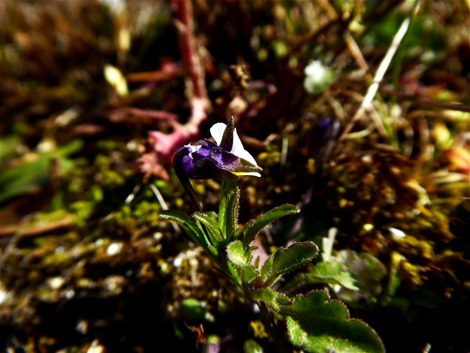 Viola kitaibeliana Schult., 1819