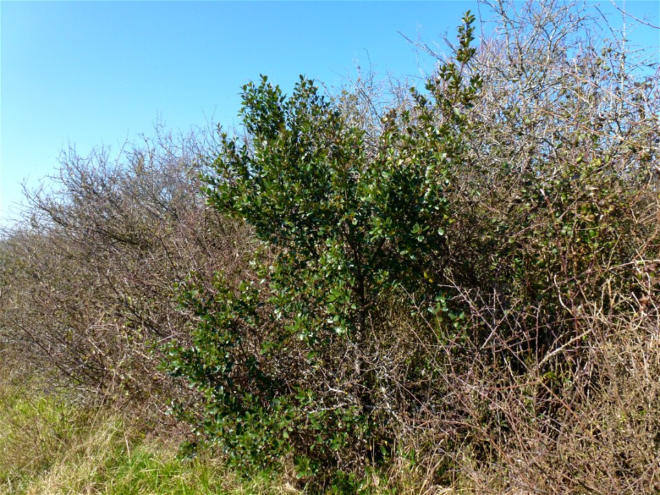 Rhamnus alaternus L., 1753