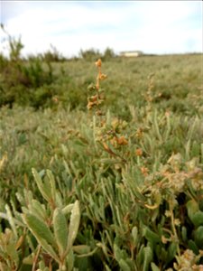 Halimione portulacoides (L.) Aellen, 1938
