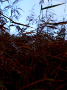 Phragmites australis (Cav.) Trin. ex Steud., 1840