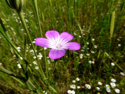 Agrostemma githago L., 1753