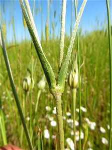 Agrostemma githago L., 1753