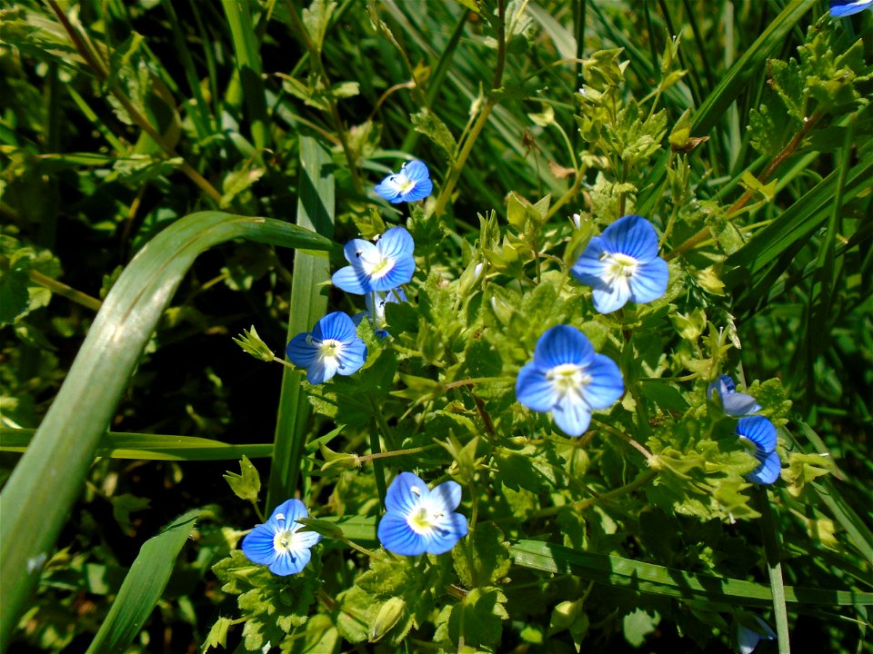 Veronica persica Poir., 1808