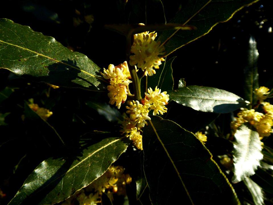 Laurus nobilis L., 1753
