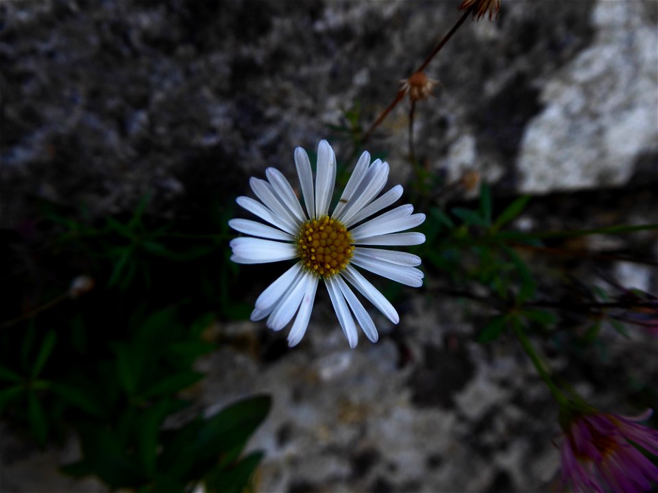 Erigeron karvinskianus DC., 1836