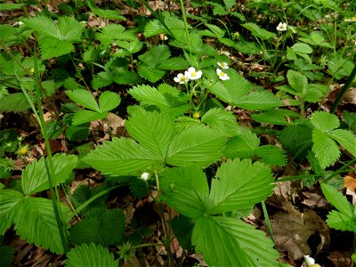 Fragaria vesca L., 1753