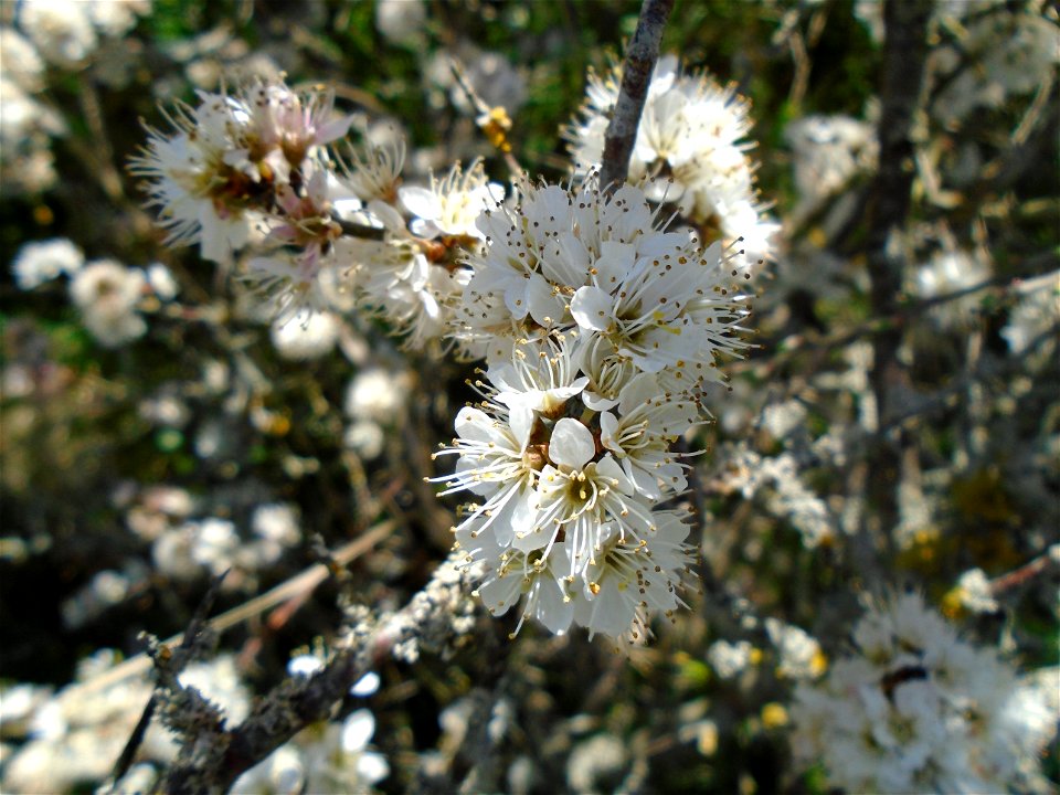 Prunus spinosa L., 1753