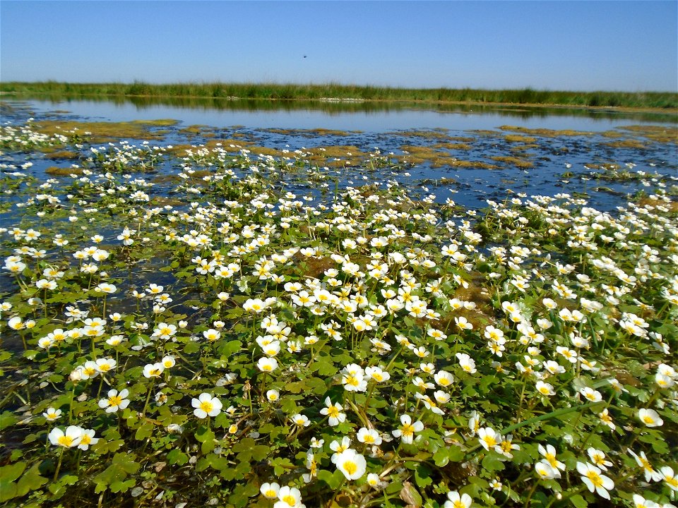 Ranunculus peltatus subsp. baudotii (Godr.) Meikle ex C.D.K.Cook, 1984