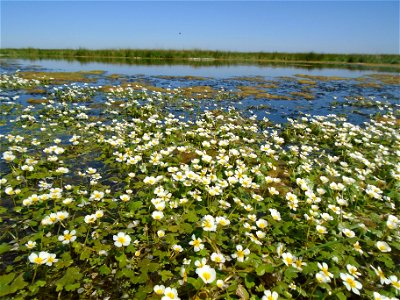 Ranunculus peltatus subsp. baudotii (Godr.) Meikle ex C.D.K.Cook, 1984