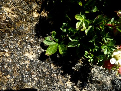 Potentilla caulescens subsp. petiolulata (Gaudin) Nyman, 1878