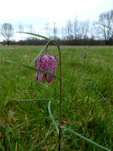 Fritillaria meleagris L., 1753