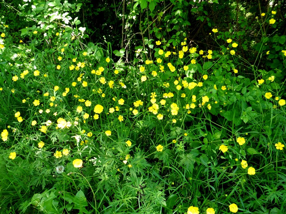 Ranunculus acris L., 1753