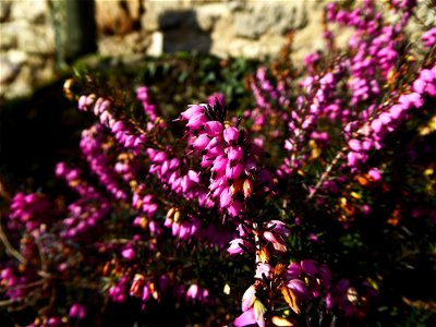 Erica x darleyensis Bean, 1914