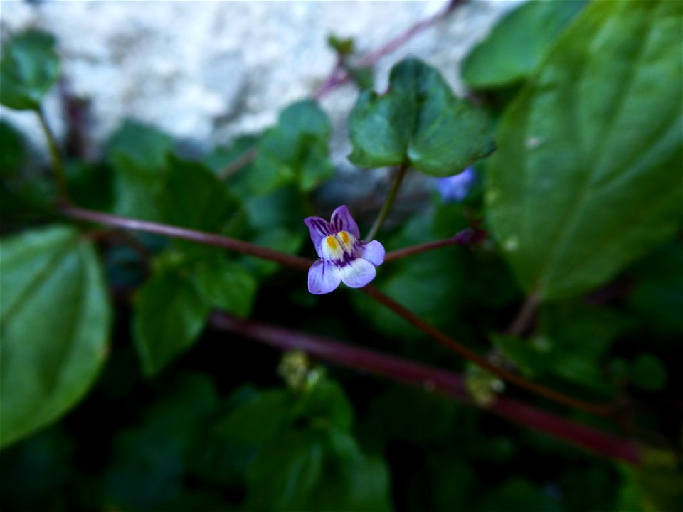 Cymbalaria muralis G.Gaertn., B.Mey. & Scherb., 1800