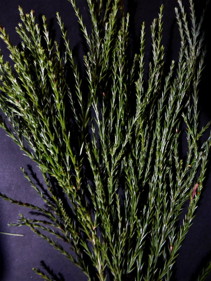 Sequoiadendron giganteum (Lindl.) J.Buchholz, 1939