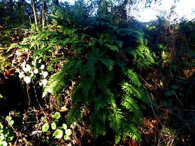 Polypodium L., 1753