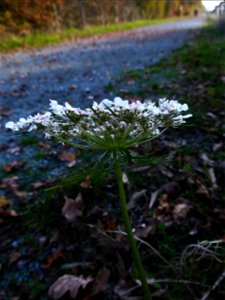 Daucus carota L., 1753